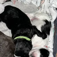 Macchiato “Mac”, a male Havanese and Poodle - Miniature  for sale in Blackville, SC – Photo 3 of 9