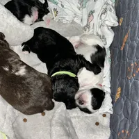 Macchiato “Mac”, a male Havanese and Poodle - Miniature  for sale in Blackville, SC – Photo 8 of 9