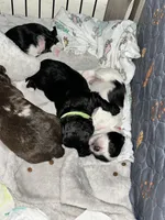 Macchiato “Mac”, a male Havanese and Poodle - Miniature  for sale in Blackville, SC – Photo 8 of 9