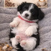 Macchiato “Mac”, a male Havanese and Poodle - Miniature  for sale in Blackville, SC – Photo 1 of 9