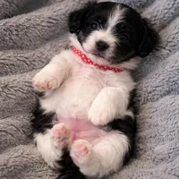Macchiato “Mac”, a male Havanese and Poodle - Miniature  for sale in Blackville, SC – Photo 2 of 9
