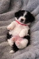 Macchiato “Mac”, a male Havanese and Poodle - Miniature  for sale in Blackville, SC – Photo 2 of 9