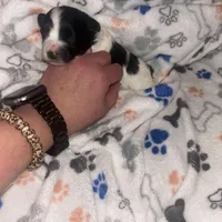 Macchiato “Mac”, a male Havanese and Poodle - Miniature  for sale in Blackville, SC – Photo 7 of 9