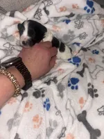 Macchiato “Mac”, a male Havanese and Poodle - Miniature  for sale in Blackville, SC – Photo 7 of 9