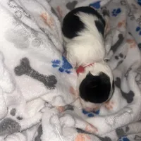 Macchiato “Mac”, a male Havanese and Poodle - Miniature  for sale in Blackville, SC – Photo 4 of 9