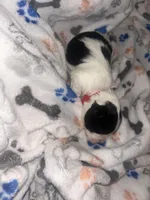 Macchiato “Mac”, a male Havanese and Poodle - Miniature  for sale in Blackville, SC – Photo 4 of 9