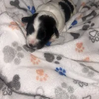 Macchiato “Mac”, a male Havanese and Poodle - Miniature  for sale in Blackville, SC – Photo 6 of 9