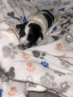 Macchiato “Mac”, a male Havanese and Poodle - Miniature  for sale in Blackville, SC – Photo 6 of 9