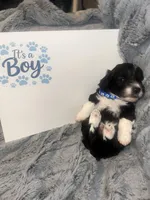 Dulce , a male Miniature Schnauzer and Havapoo for sale in Blackville, SC – Photo 2 of 3