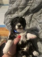 Dulce , a male Miniature Schnauzer and Havapoo for sale in Blackville, SC – Photo 3 of 3