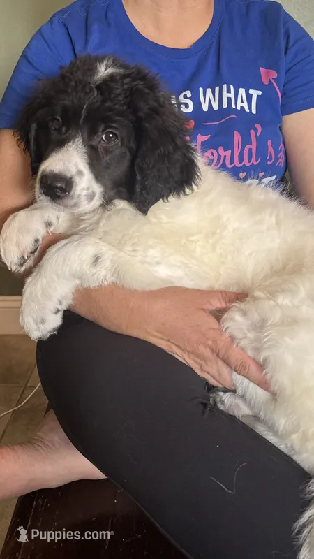 Pink-Kiara – Bernese Mountain Dog, Pyredoodle puppy for sale in Parrish, FL
