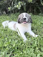 Orange-Cowboy, a male Bernese Mountain Dog and Pyredoodle for sale in Parrish, FL – 2 of 4