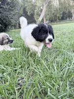 Pink-Kiara, a female Bernese Mountain Dog and Pyredoodle for sale in Parrish, FL – 2 of 2