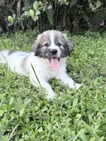 Orange-Cowboy, a male Bernese Mountain Dog and Pyredoodle for sale in Parrish, FL – 3 of 4