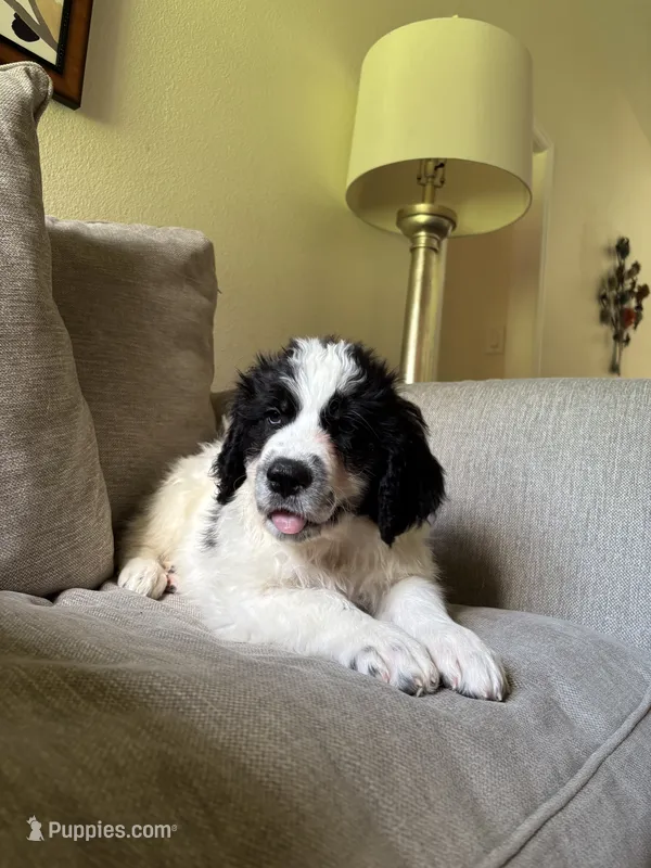 Green-(L-Loyd) – Bernese Mountain Dog, Pyredoodle puppy for sale in Parrish, FL