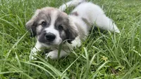 Orange-Cowboy, a male Bernese Mountain Dog and Pyredoodle for sale in Parrish, FL – 4 of 4