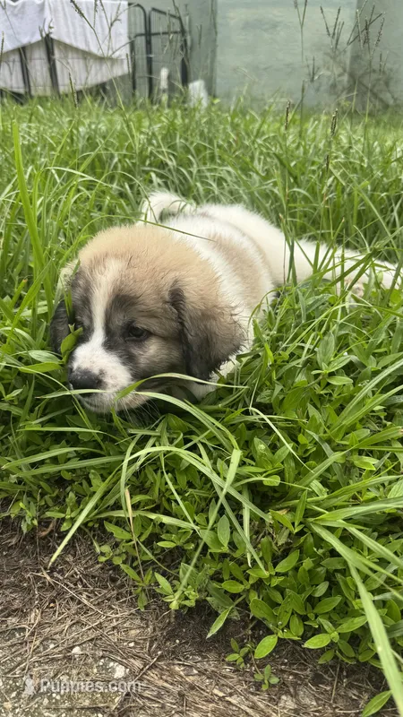 Orange-Cowboy – Bernese Mountain Dog, Pyredoodle puppy for sale in Parrish, FL