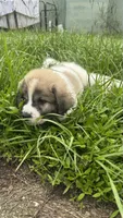 Orange-Cowboy, a male Bernese Mountain Dog and Pyredoodle for sale in Parrish, FL – 1 of 4