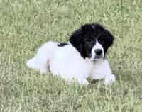 Kiara- price reduced!!!, a female Bernese Mountain Dog and Pyredoodle for sale in Parrish, FL – 3 of 4
