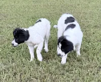 Kiara- price reduced!!!, a female Bernese Mountain Dog and Pyredoodle for sale in Parrish, FL – 4 of 4
