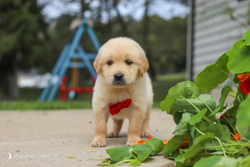 Buddy – Golden Retriever puppy on hold in Sugarcreek, OH