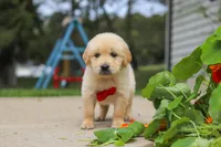 Buddy, a male Golden Retriever for sale in Sugarcreek, OH – 1 of 9