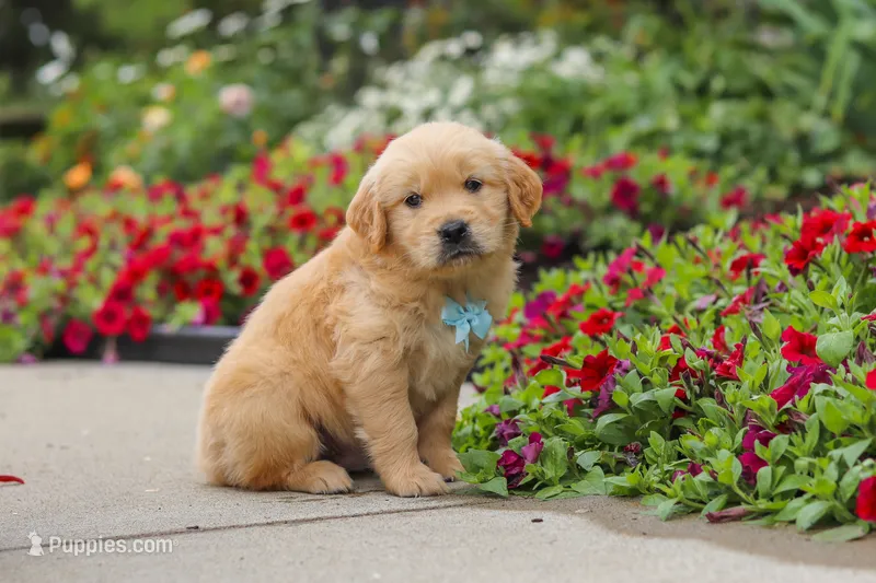 Banjo – Golden Retriever puppy on hold in Sugarcreek, OH