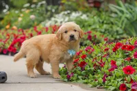Banjo, a male Golden Retriever for sale in Sugarcreek, OH – 2 of 10