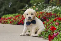 Burnell, a male Golden Retriever for sale in Sugarcreek, OH – 9 of 10