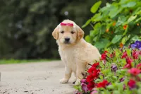 Bonnie, a female Golden Retriever for sale in Sugarcreek, OH – 7 of 10