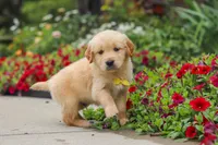 Benny, a male Golden Retriever for sale in Sugarcreek, OH – 5 of 10