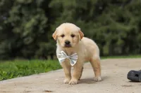 Baxter, a male Golden Retriever for sale in Sugarcreek, OH – 2 of 9