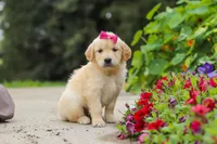 Bonnie, a female Golden Retriever for sale in Sugarcreek, OH – 7 of 10