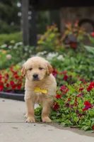 Benny, a male Golden Retriever for sale in Sugarcreek, OH – 2 of 10