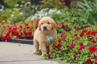 Banjo, a male Golden Retriever for sale in Sugarcreek, OH – 7 of 10