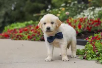 Burnell, a male Golden Retriever for sale in Sugarcreek, OH – 3 of 10
