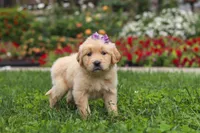 Becky, a female Golden Retriever for sale in Sugarcreek, OH – 9 of 10