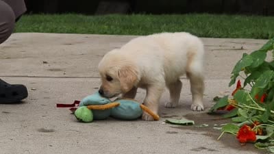 Benjie, a male Golden Retriever for sale in Sugarcreek, OH – 9 of 9