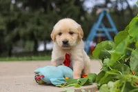 Buddy, a male Golden Retriever for sale in Sugarcreek, OH – 7 of 9