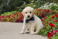 Burnell, a male Golden Retriever for sale in Sugarcreek, OH – 6 of 10
