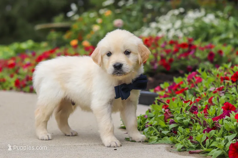 Burnell – Golden Retriever puppy for sale in Sugarcreek, OH