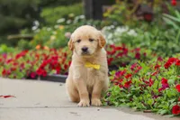 Benny, a male Golden Retriever for sale in Sugarcreek, OH – 9 of 10