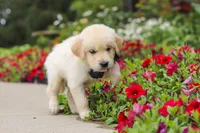 Burnell, a male Golden Retriever for sale in Sugarcreek, OH – 2 of 10