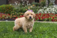 Becky, a female Golden Retriever for sale in Sugarcreek, OH – 2 of 10