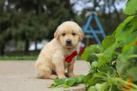 Buddy, a male Golden Retriever for sale in Sugarcreek, OH – 8 of 9