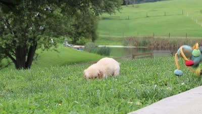 Bonnie, a female Golden Retriever for sale in Sugarcreek, OH – 10 of 10