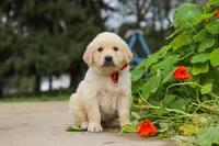 Benjie, a male Golden Retriever for sale in Sugarcreek, OH – 4 of 9