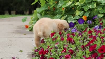 Baldo, a male Golden Retriever for sale in Sugarcreek, OH – 8 of 8