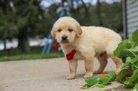 Buddy, a male Golden Retriever for sale in Sugarcreek, OH – 5 of 9