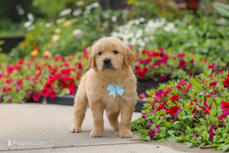 Banjo – Golden Retriever puppy for sale in Sugarcreek, OH